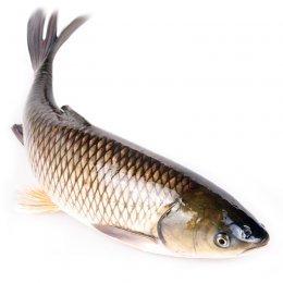 美菱湖脆鲩（35元/500g）