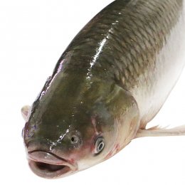 美菱湖脆鲩（35元/500g）