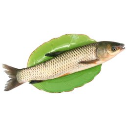 美菱湖草鱼 (￥14/500g)