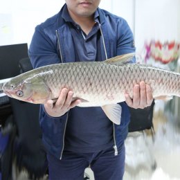 美菱湖脆鲩（35元/500g）